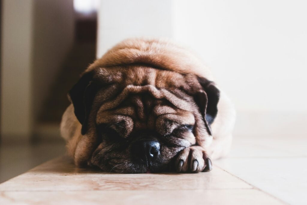 Como cachorros pegam raiva? Aprenda a identificar os sinais e saiba o que fazer caso isso aconteça